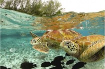 Green Sea Turtles 