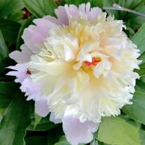 Greetings new to the group zone  and this is a Lady Alexandra Duffheirloom peony 