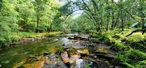 Grenofen Wood Dartmoor England 