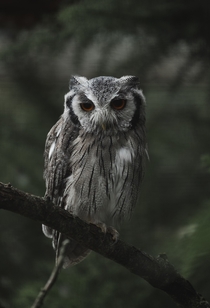 Grey Owl Photo credit to Charles Lamb