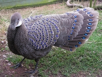 Grey peacock-pheasant Polyplectron bicalcaratum also known as Burmese peacock-pheasant 