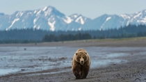 Grizzly Bear Ursus arctos horribilis walking on the beach  x-post rBearWithaView
