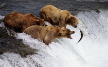 Grizzly Bears hunting for Salmon 