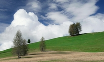 Groups of trees in South Tyrol 