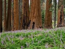 Grove of giant sequoias with lupines in bloom Sequoia National Park 
