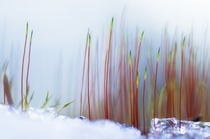 Haircap Mosses are starting to grow despite the ice photo by Joni Niemel Finland 