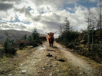 Hairy Coo AKA Scottish Highland Cattle at Cow Hill 