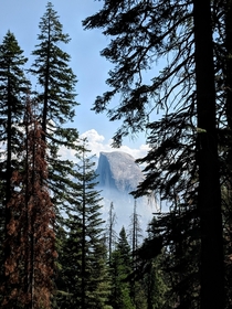 Half Dome in the trees at Yosemite California 