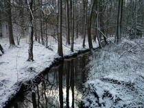 Half-frozen creek in a German forest 