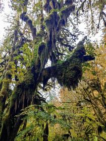 Hall of Mosses in Olympic National Park WA 
