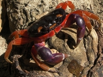 Halloween Crab Gecarcinus Quadratos x