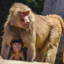 Hamadryas Baboons  Mama and lil one