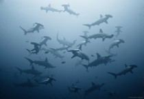 Hammerhead Sharks off the cost of Costa Rica  photo by Alexander Safonov