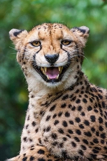 Happy cheetah 