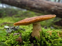 Happy mushroom in the PNW  Washington State USA 