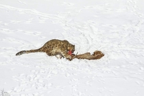 Hard work pays off A male snow leopard enjoying its ibex kill in Hemis National park India