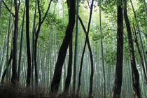 Hauntingly beautiful bamboo forest Arashiyama Kyoto Prefecture Japan 