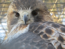 Hawk at Quogue Wildlife Refuge 