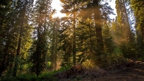 Hazey rays high in the trees - Sequoia National Forest CA -  - x