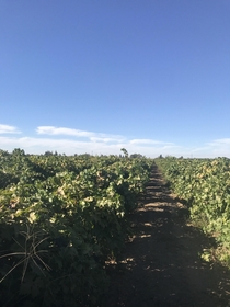 Head trained Zinfandel almost ready for harvest in California 