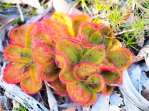Heard you guys would enjoy close up of a wild sundew in the Perth hills