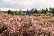 Heather Calluna vulgaris looking vibrant on Lindow peat bogs England 