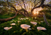 Heaven on Earth in a Grove in California Photo by Marc Adamus 