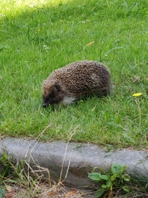 Hedgehog OC