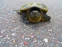 Helped him cross the road he looks pissed 