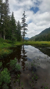 Hemlock reflections while hiking in Nisnak Meadows Vancouver Island BC 