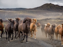 Herd of horses in the Icelandic highlands by photo by Charlotte Goss 