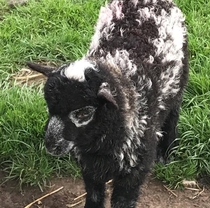 Herdwick lamb Cross looks like a panda-sheep 