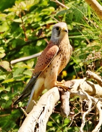 Here is a photo of a lesser kestrel enjoying its meal on the branch of a tree