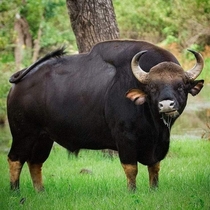 Here is a photo of a magnificent gaur or else known as Indian bison on Kaziranga national park India