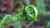 Heres a California fern fiddlehead that I captured on a hike around Mount Tam California - SF Bay Area