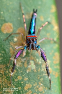 Heres a colorful jumping spider for you all