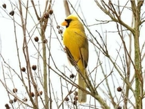 Heres a rare yellow Cardinal Cardinalis