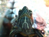 Heres looking at you kid NYC Red Eared Slider Turtle CLOSE UP 