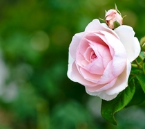 Heritage - A hybrid rose  - From Leu Gardens Orlando Florida