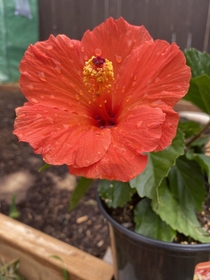 Hibiscus after a rain