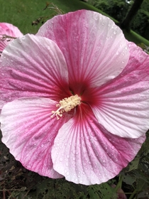 Hibiscus Syriacus perfect storm hibiscus my dad is growing in his backyard This plant has been super resiliant as my mom accident chopped it down pre flower but still ended up producing massive flowers this season 
