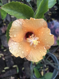 Hibiscus with morning dew 