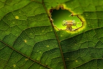 Hide and Seek - big eyed mantid peeking through leaf - photo by Rahat M Ahmed 