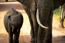 Hide Your Eyes Tiny Elephant - Amboseli Kenya 