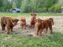 Highland Cattle calves in Finland 