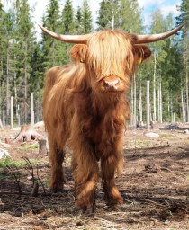 Highland cattle in Finland kind of emo 