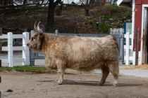 Highland cattle Milwaukee zoo