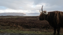 Highland Cow Isle of Skye  xpost from rScotland