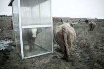 Highland Scottish Calf takes shelter in an abandoned bus stop 