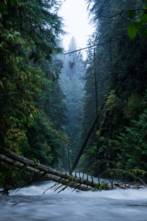Hiked through the rain to capture this Lynn Canyon in Vancouver BC 